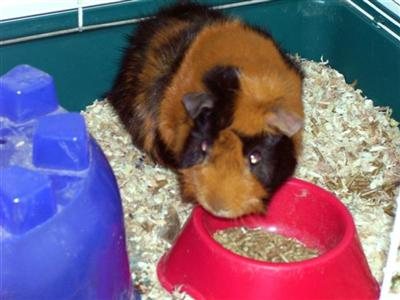 2007122623047_guinea.jpg