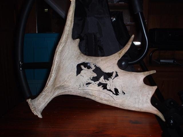 200712343447_Mymooseantler1.jpg
