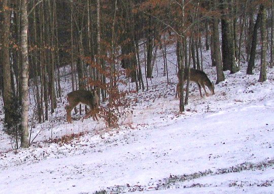 2007230046_deer3.jpg