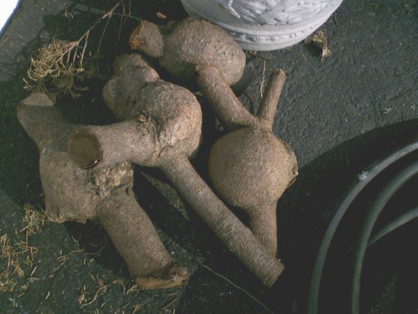 2007411151227_burls.jpg