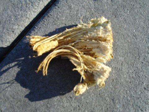 2007421124526_pumkin.jpg