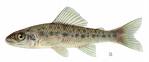 2007522214237_perch.jpg