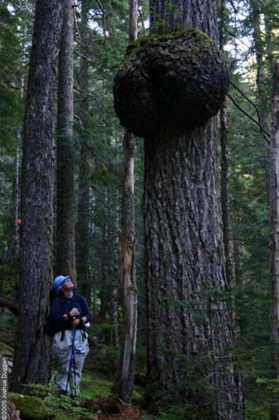 200752563329_Giantburl.jpg