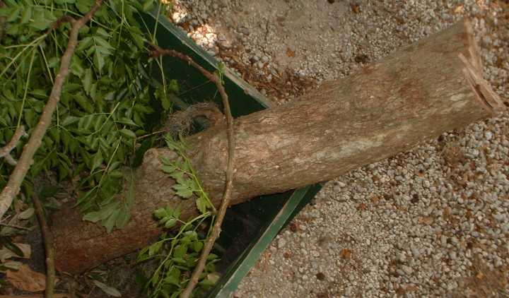 200761018442_liveOak.jpg