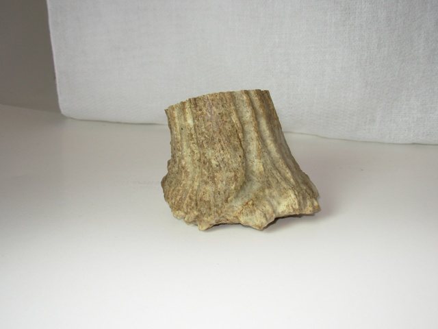 200771901434_moosestump.jpg