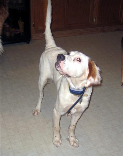 20077611049_scotch.jpg