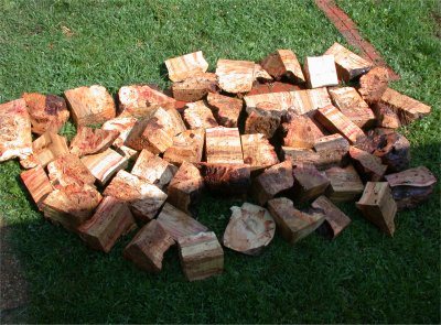 200781135318_BackyardBoxElder3.jpg