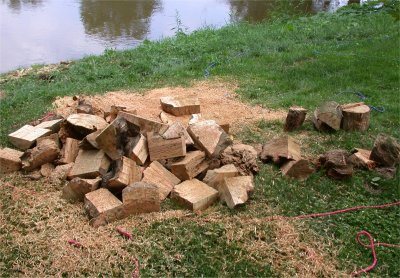 20078113536_BackyardBoxElder2.jpg