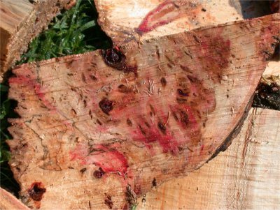 200781135428_BackyardBoxElder5.jpg