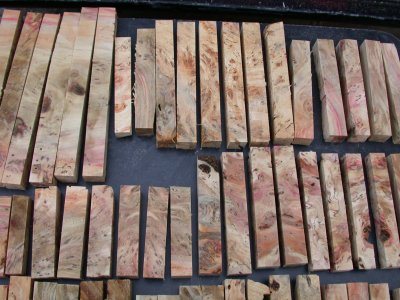 200781135450_BackyardBoxElder7.jpg