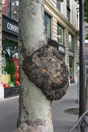 2007820222531_dons%20spain%20burl.jpg
