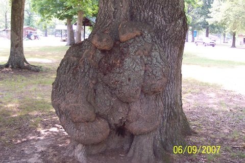 2007820222623_100_0948.jpg