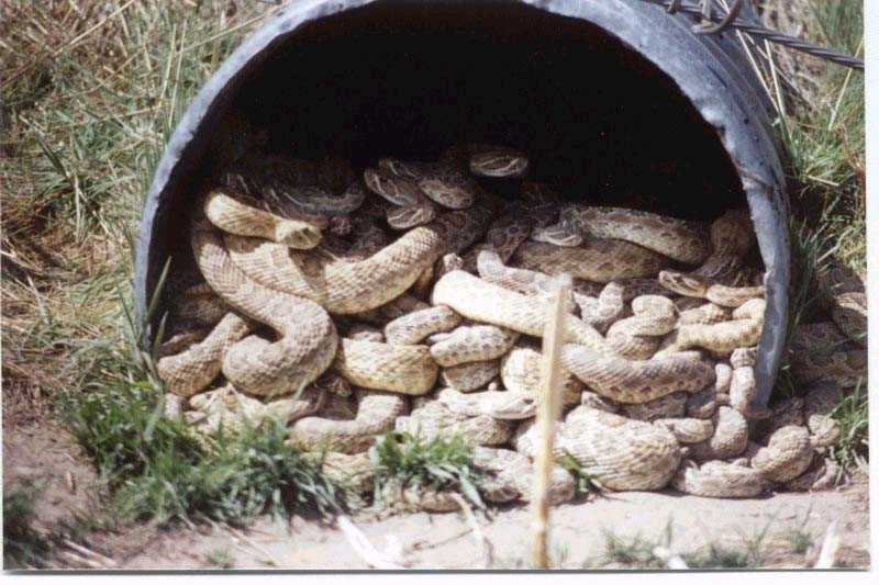 200782321347_87%20Snakes.jpg