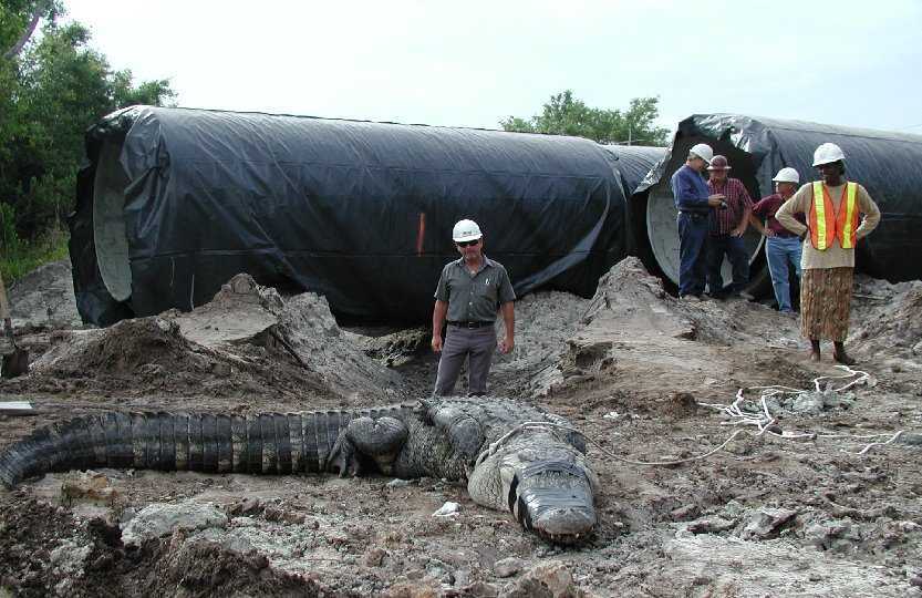 200782321447_Aligator.jpg