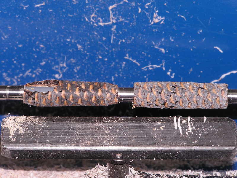 20079421419_pinecone1.jpg