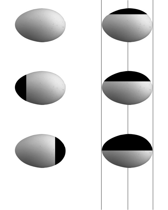 20081104447_eGG%20TEMPLATE.jpg