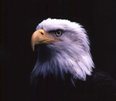 2008126213252_eagle.jpg