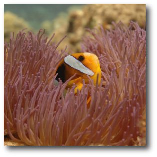 2008151903_dive1forVanuatuIAP.jpg