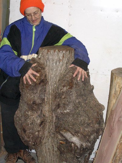 200822221814_walnutburl.jpg