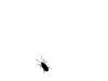 2008310222556_bug.gif