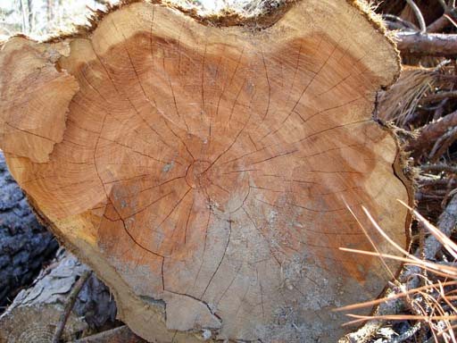 200831221288_cedar.jpg