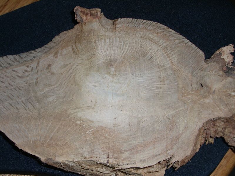 200832615581_OakBurl.jpg