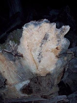 2008415102654_maple%20burl%202.jpg