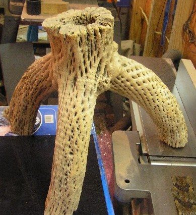 2008618184745_cactus.jpg