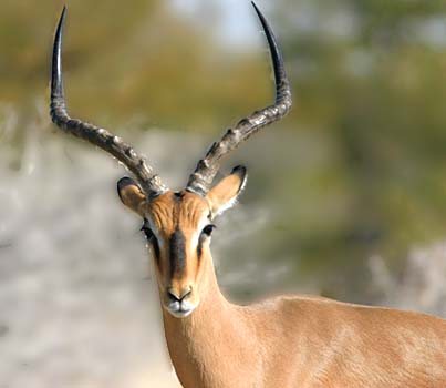 20087623814_Impala-MblfcHdOn-21Jy05Et-w[1].jpg