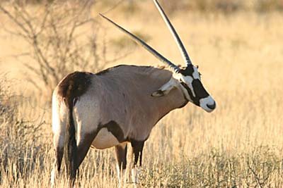 20087624022_Gemsbok_Jy05AnibLodge-clo-w[1].jpg
