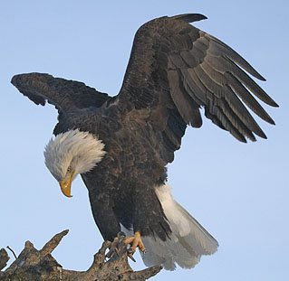 20087911915_EagleHasLanded_Tribute.jpg