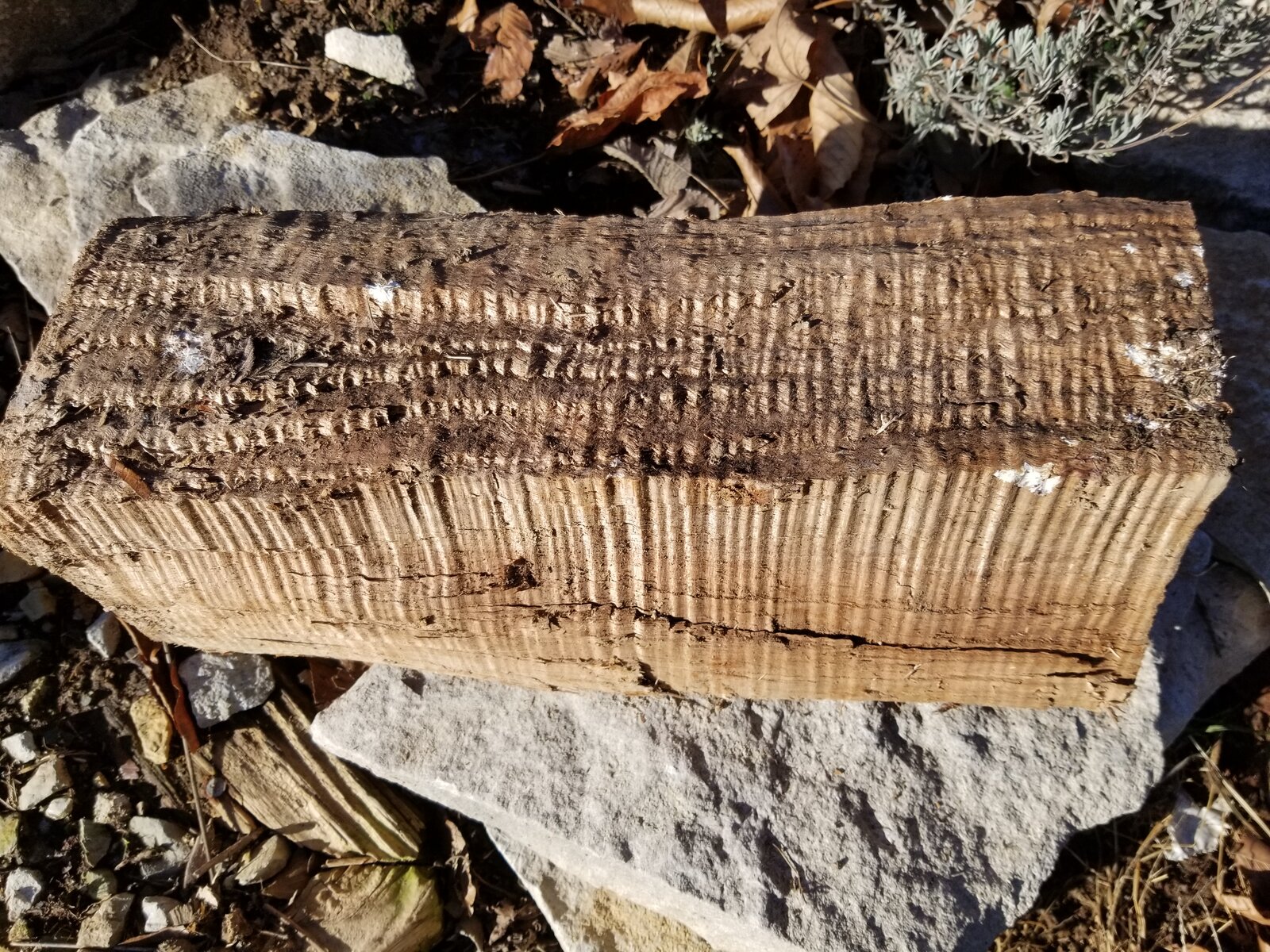 20201226_144901.jpg