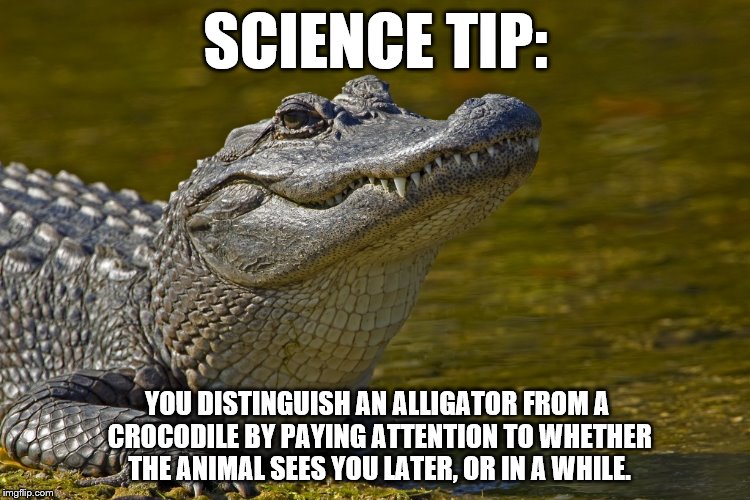 Alligator-vs-Crocodile.jpg