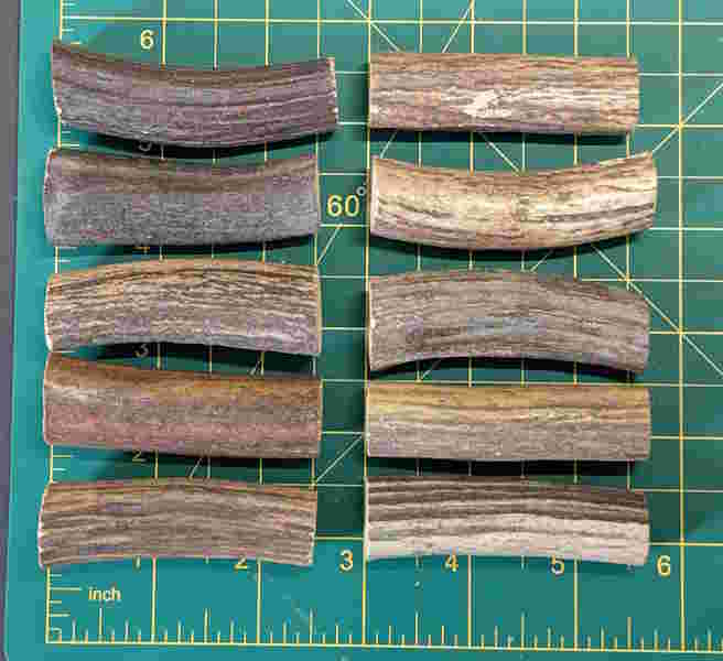 antler 1.jpg