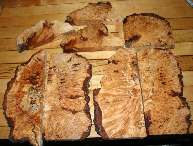 Birch burl 002.JPG