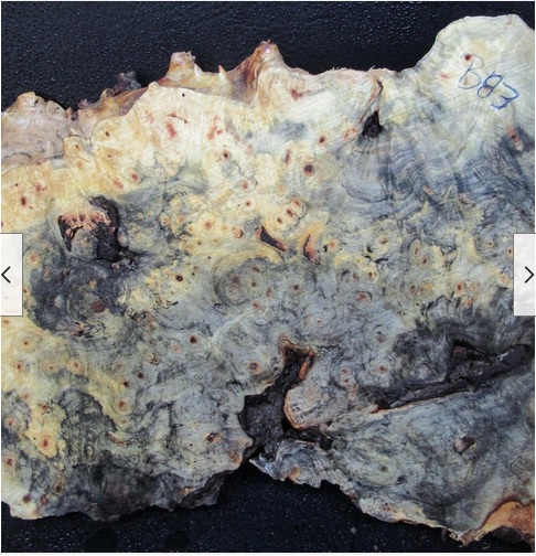 buckeye burl.jpg