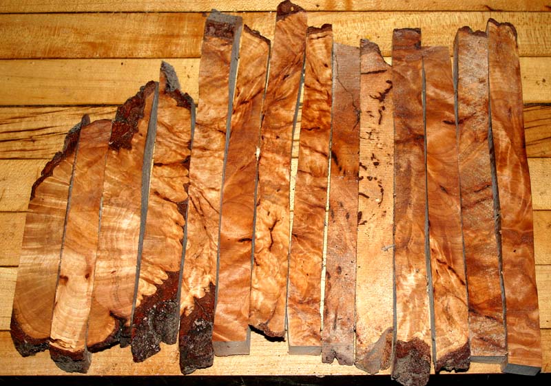 Burl lot 001.JPG
