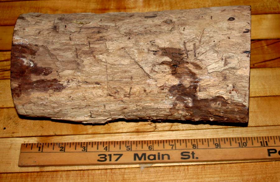 Cocobolo log 001.JPG