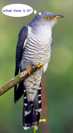 CuckooBird.jpg