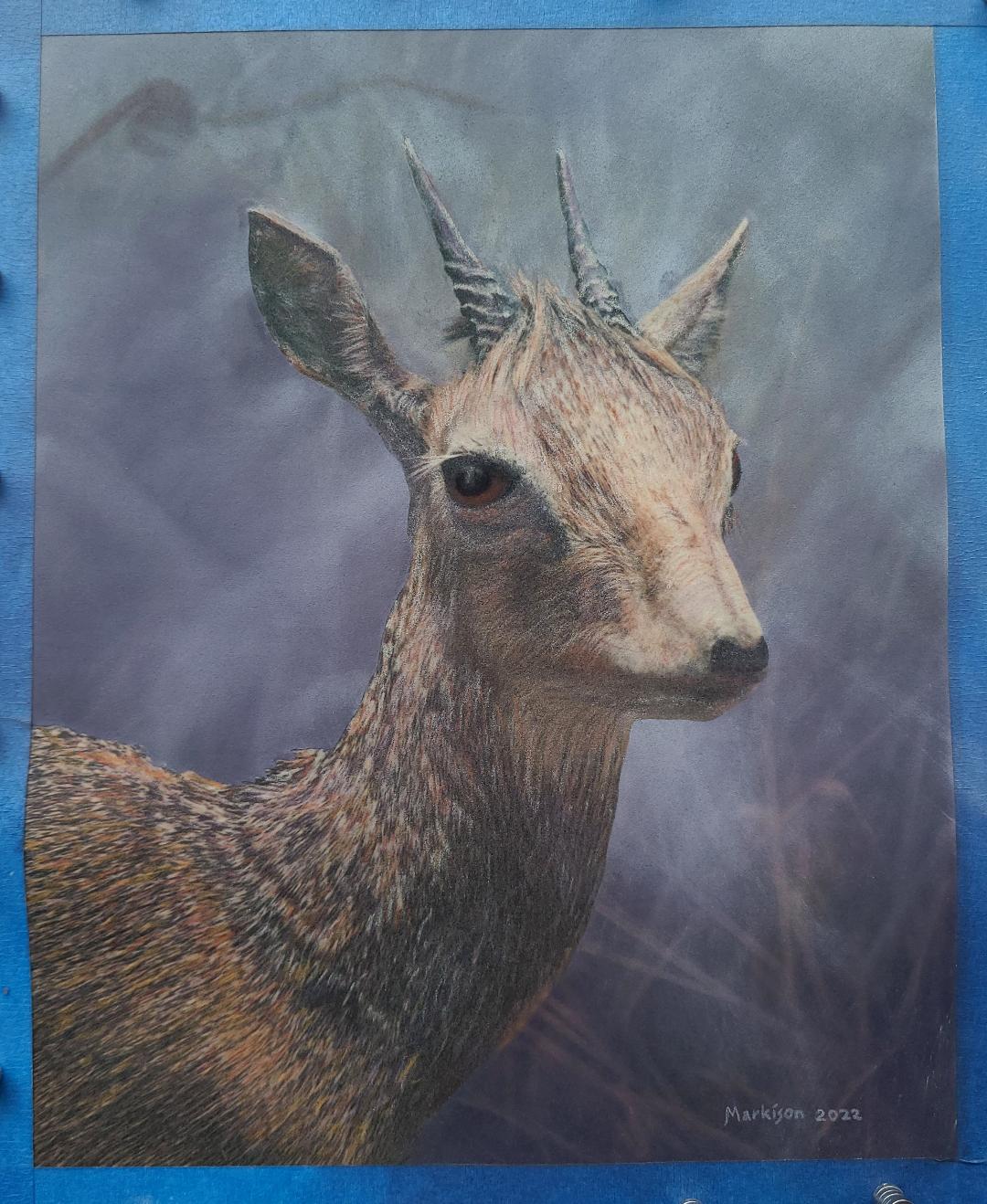 Dik-dik, bob markison, pastel, 8x10, 2022.jpg
