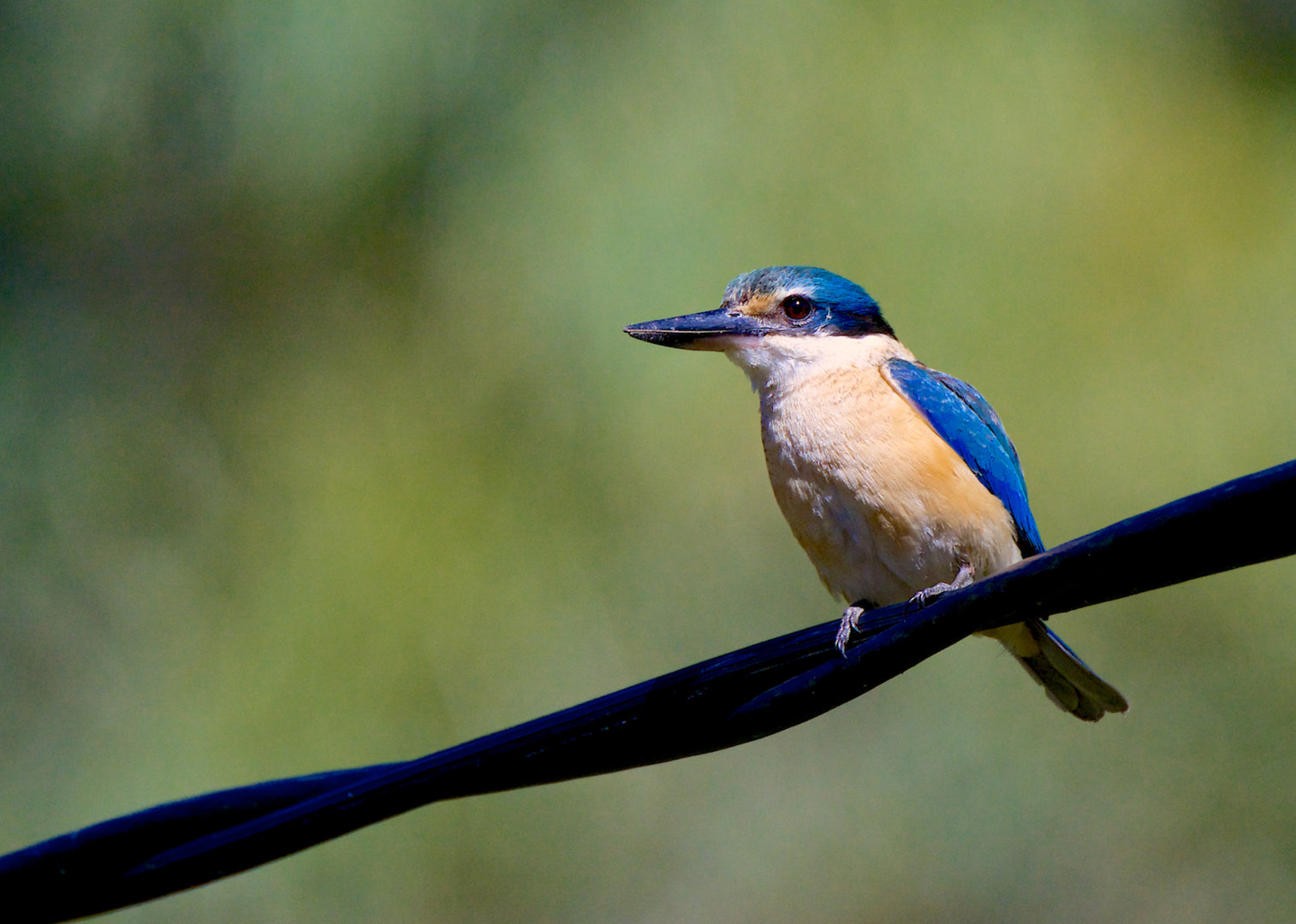 DSC_9917.jpg