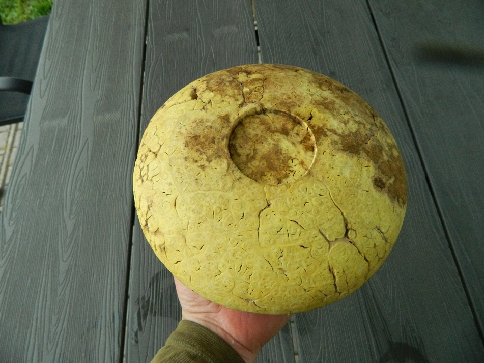 DSCN7803.JPG