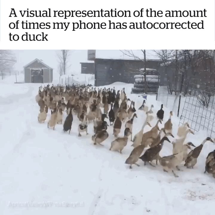 ducky.jpg