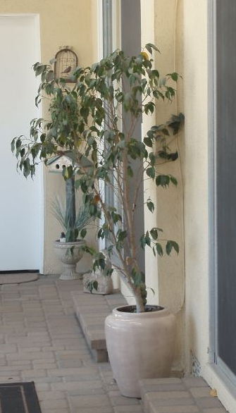 Ficus Tree Next to Bedrooms.JPG