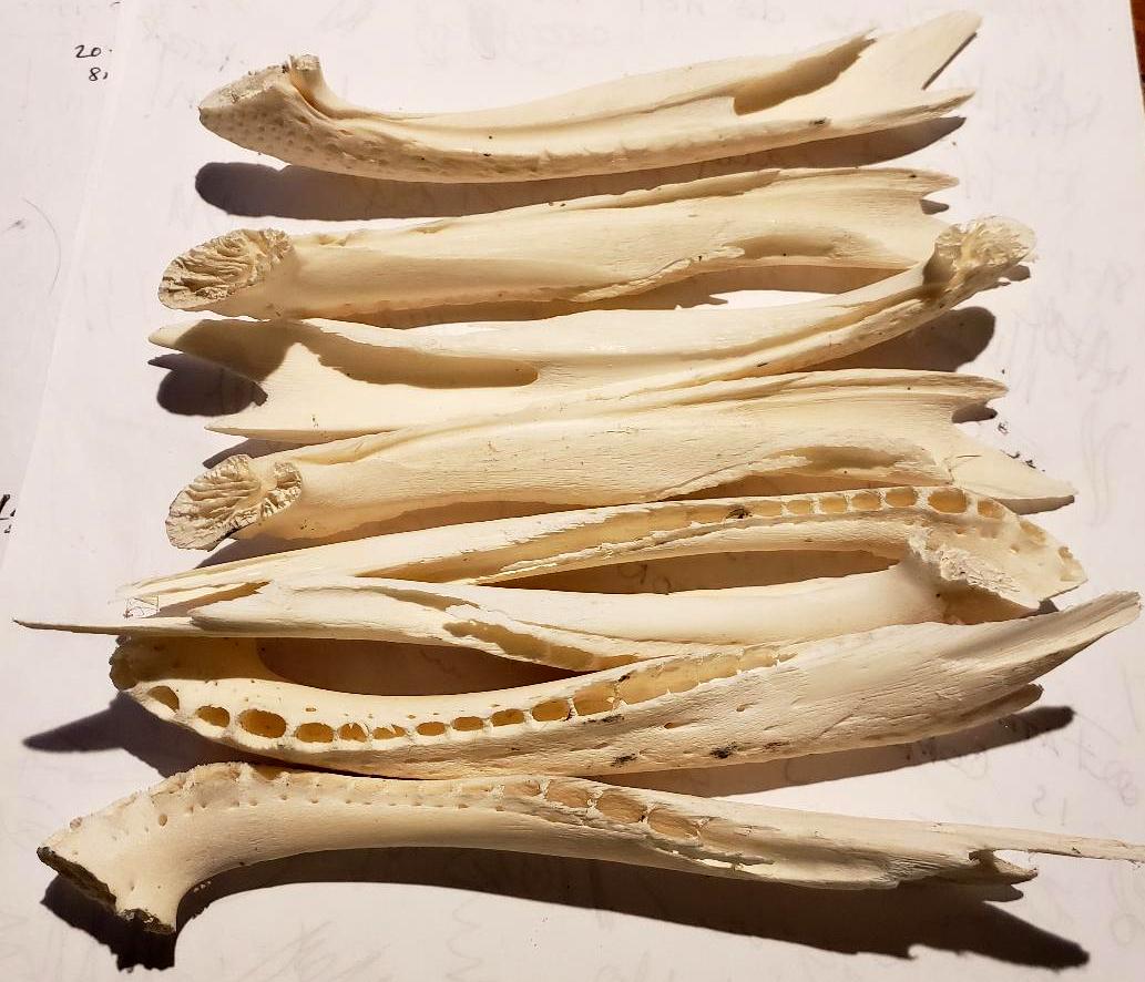 Gator Jaw Bones  A 80120.jpg