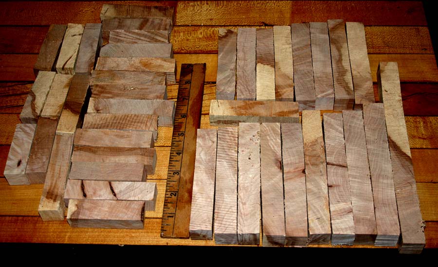 Hackberry 001.JPG