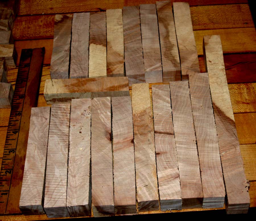 Hackberry 002.JPG