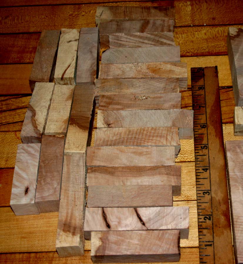 Hackberry 003.JPG