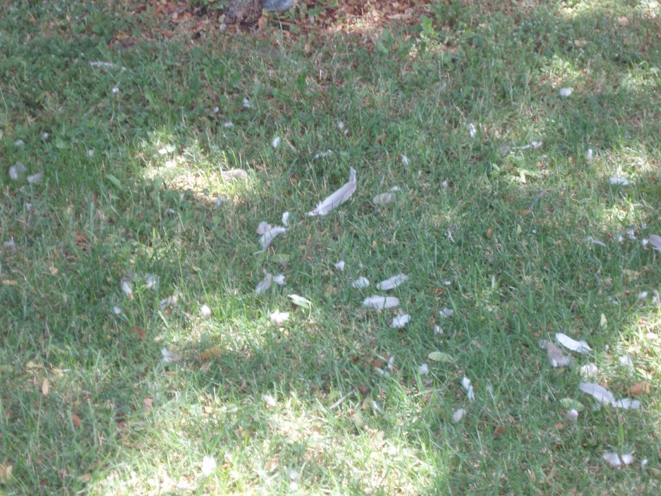 Hawk Pillow Fight Closeup.JPG