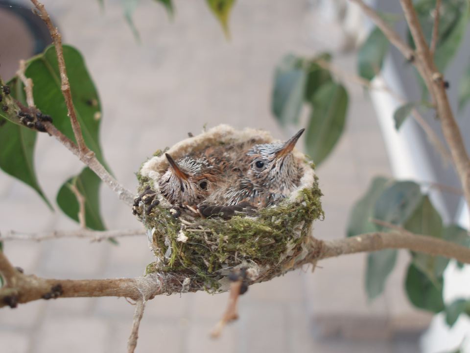 Hummingbird Babies 16 Days.JPG